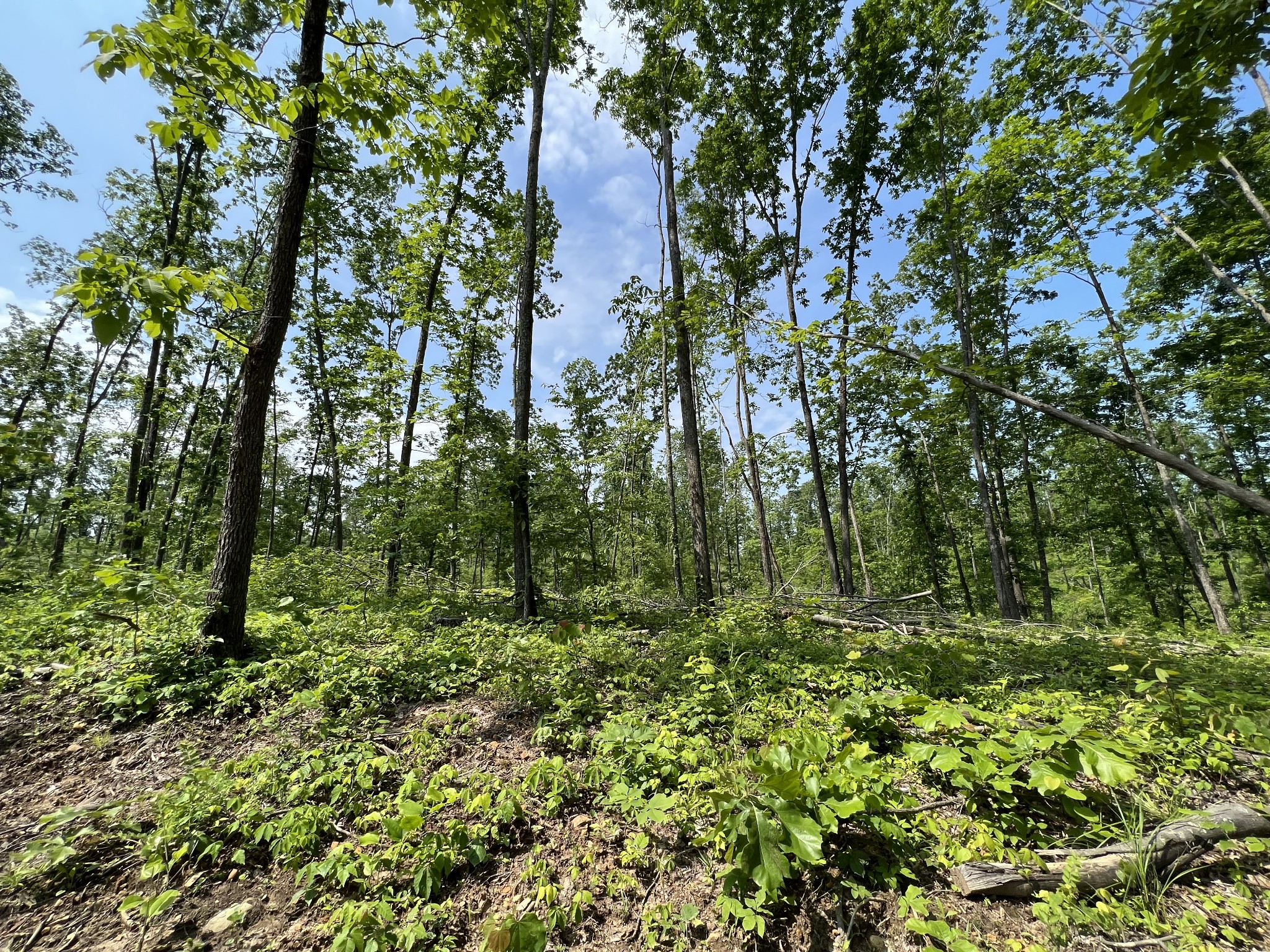 10119 Ed Lyell Road Lyles, TN 37098 - Photo 30 of 55 a view of a lush green forest
