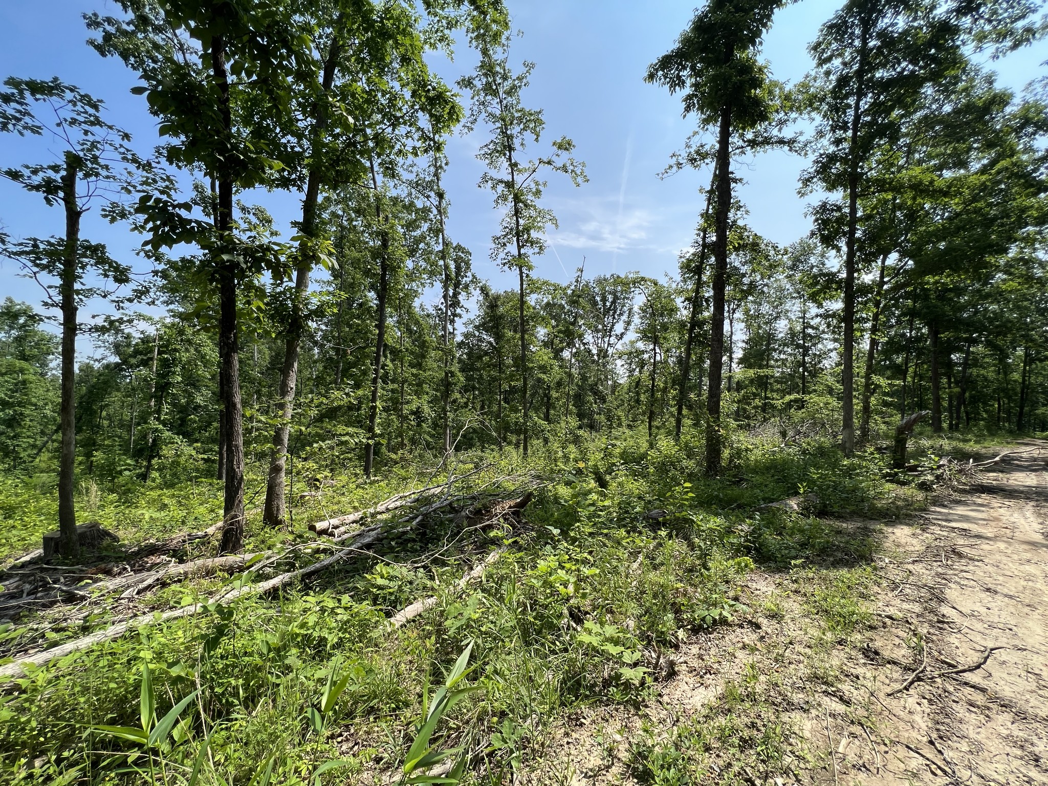 10119 Ed Lyell Road Lyles, TN 37098 - Photo 37 of 55 a view of a forest with a tree