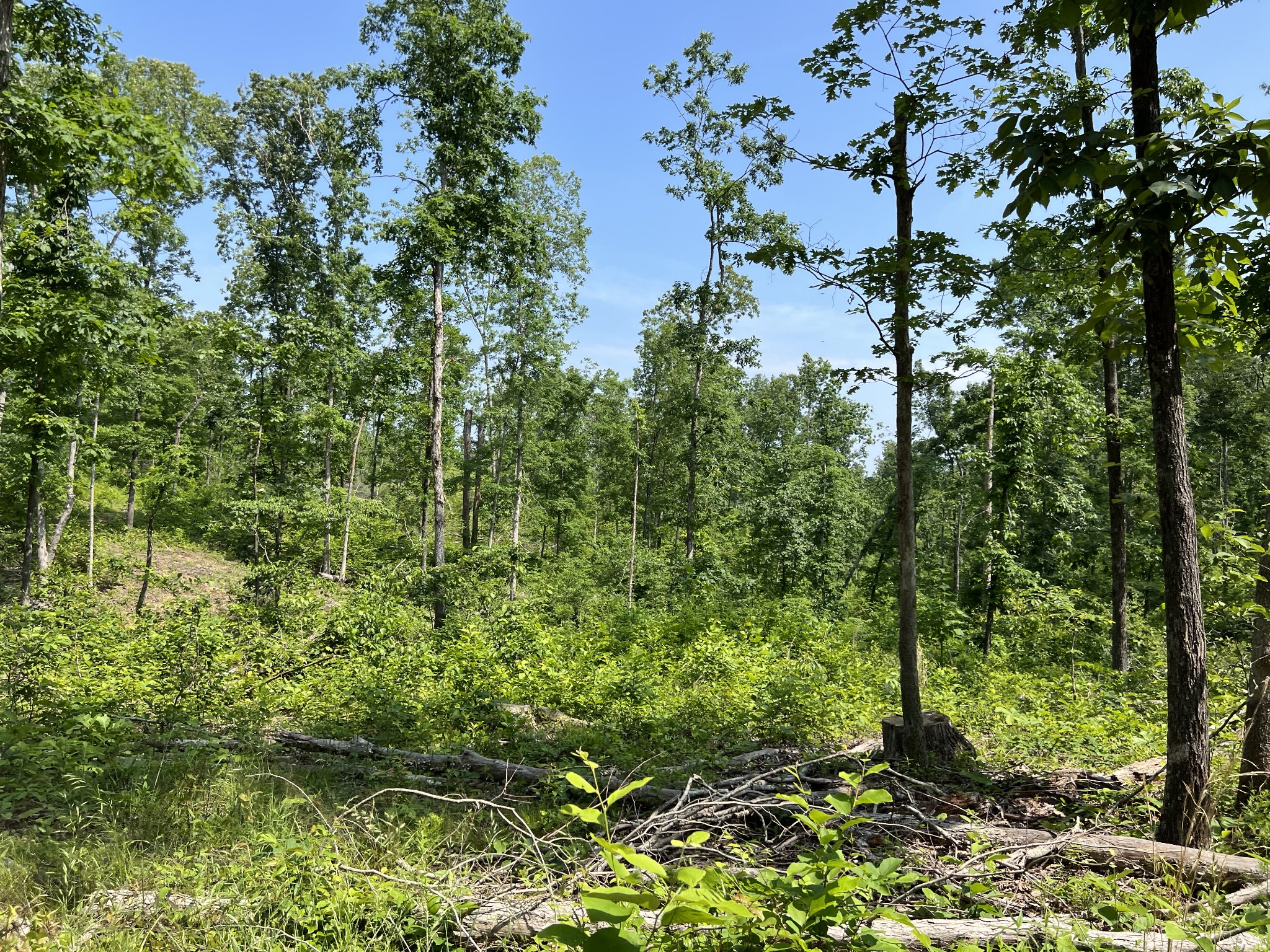 10119 Ed Lyell Road Lyles, TN 37098 - Photo 38 of 55 a view of a garden