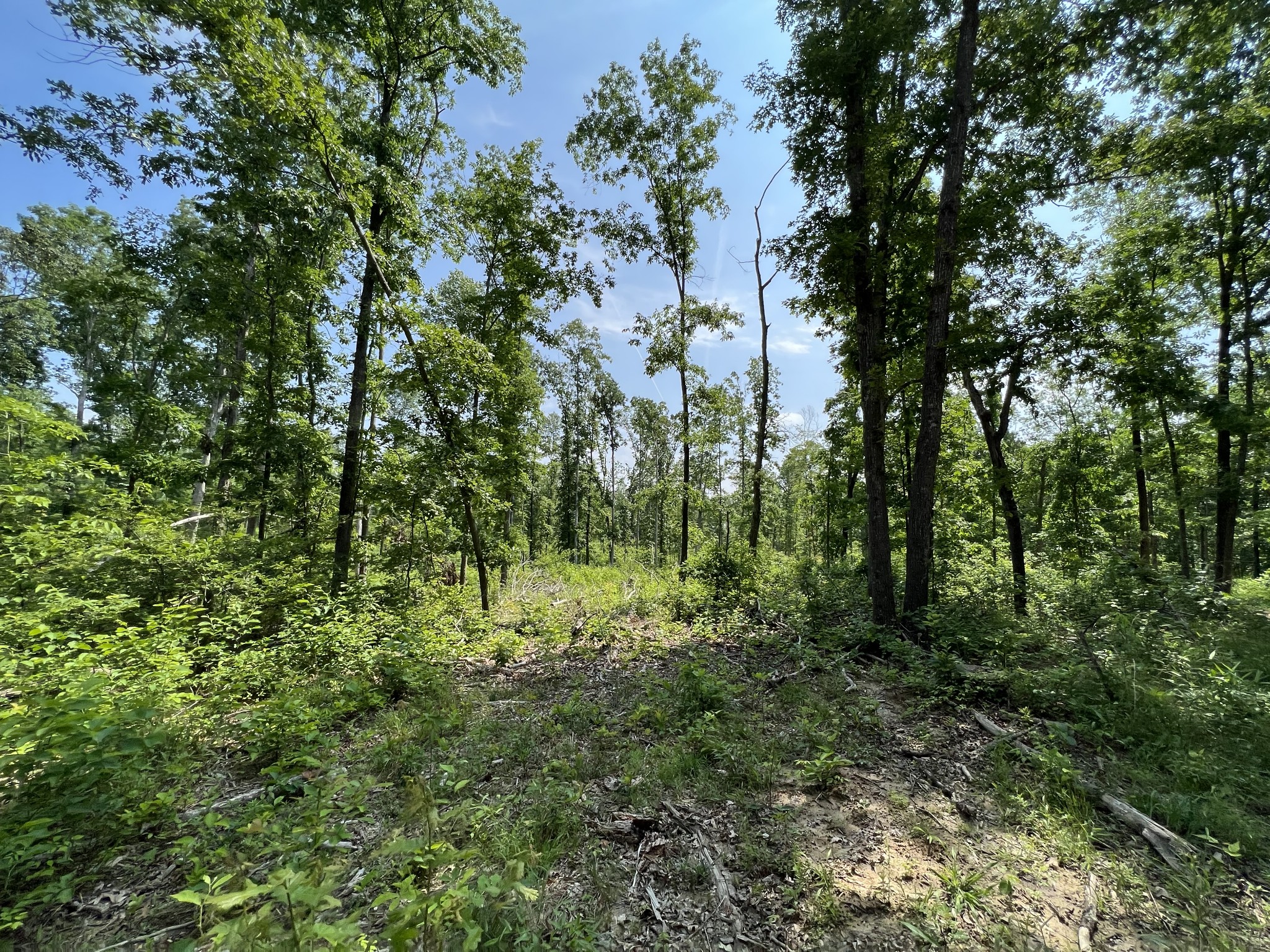 10119 Ed Lyell Road Lyles, TN 37098 - Photo 40 of 55 a view of a lush green forest
