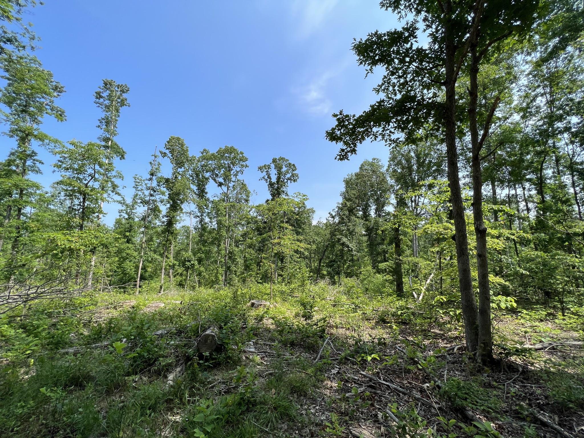10119 Ed Lyell Road Lyles, TN 37098 - Photo 41 of 55