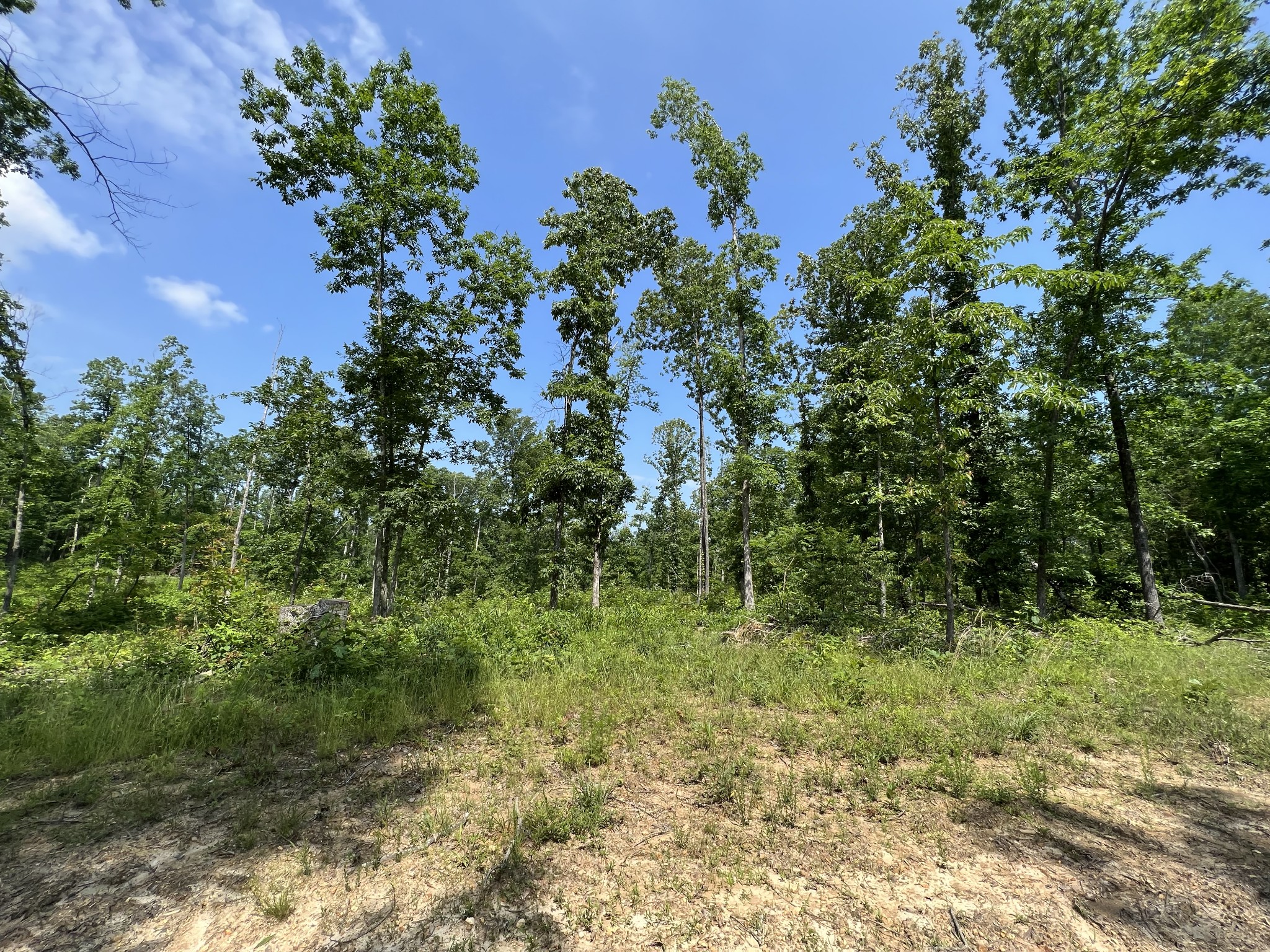 10119 Ed Lyell Road Lyles, TN 37098 - Photo 43 of 55 a view of a lush green forest