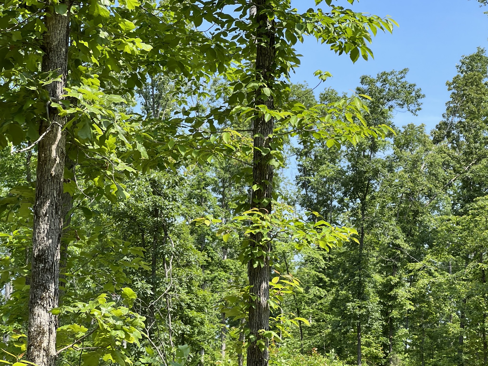 10119 Ed Lyell Road Lyles, TN 37098 - Photo 44 of 55 a view of a tree