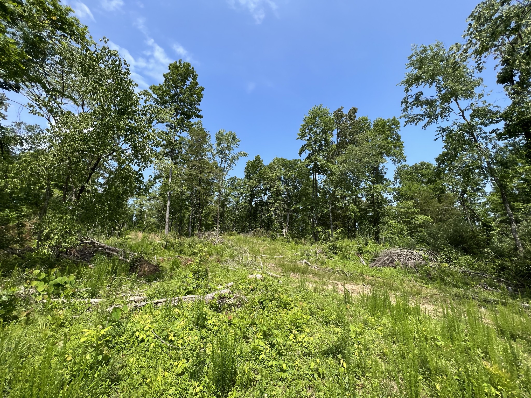 10119 Ed Lyell Road Lyles, TN 37098 - Photo 46 of 55 a view of a lush green space
