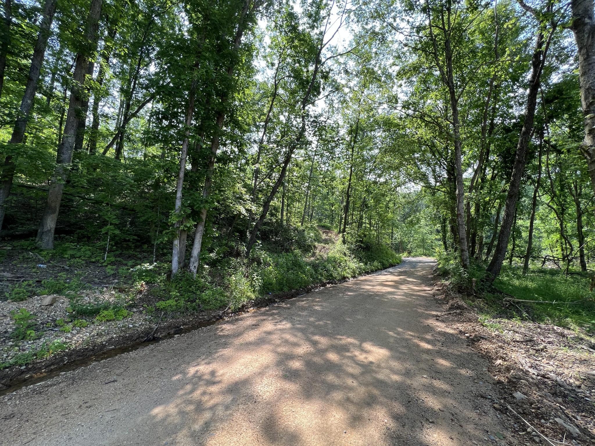 10119 Ed Lyell Road Lyles, TN 37098 - Photo 48 of 55 a view of a forest with trees in front of it