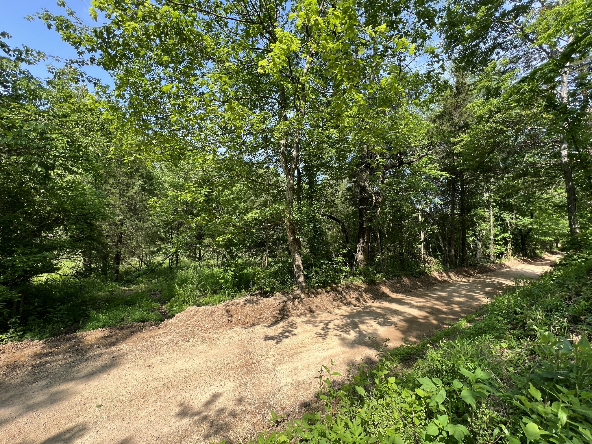 10119 Ed Lyell Road Lyles, TN 37098 - Photo 49 of 55 a view of a forest with trees in the background