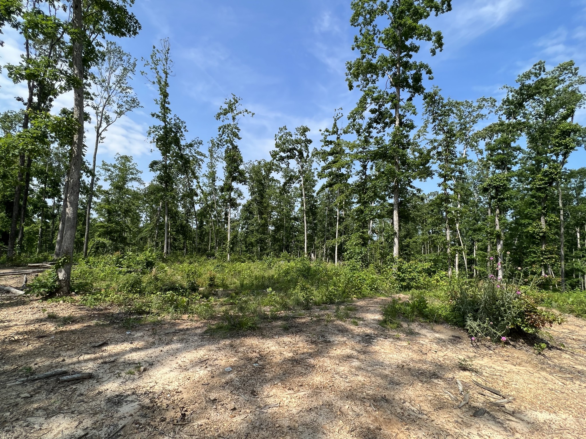 10119 Ed Lyell Road Lyles, TN 37098 - Photo 53 of 55 a view of a forest with trees