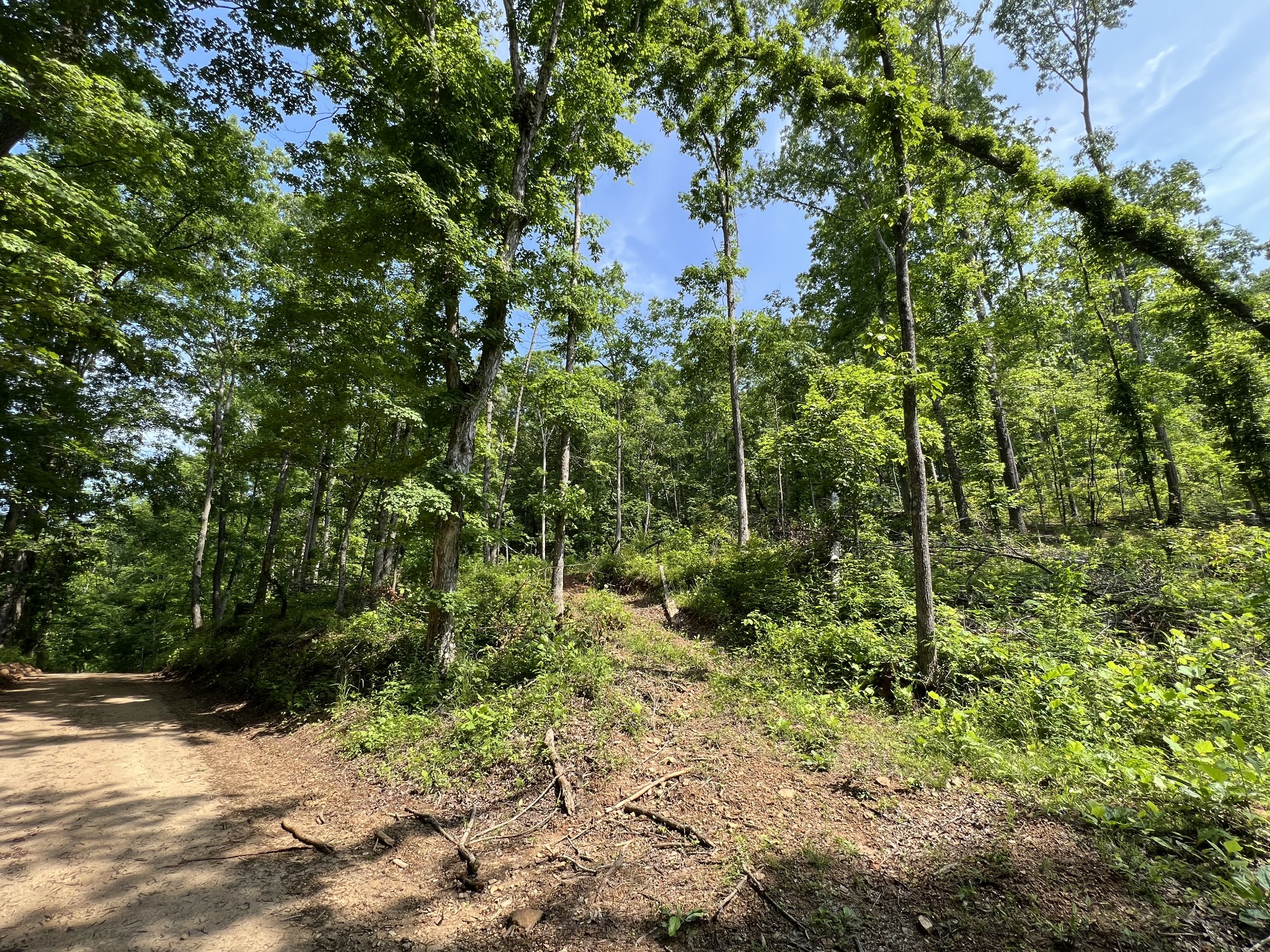 10119 Ed Lyell Road Lyles, TN 37098 - Photo 55 of 55 a plant view in yard
