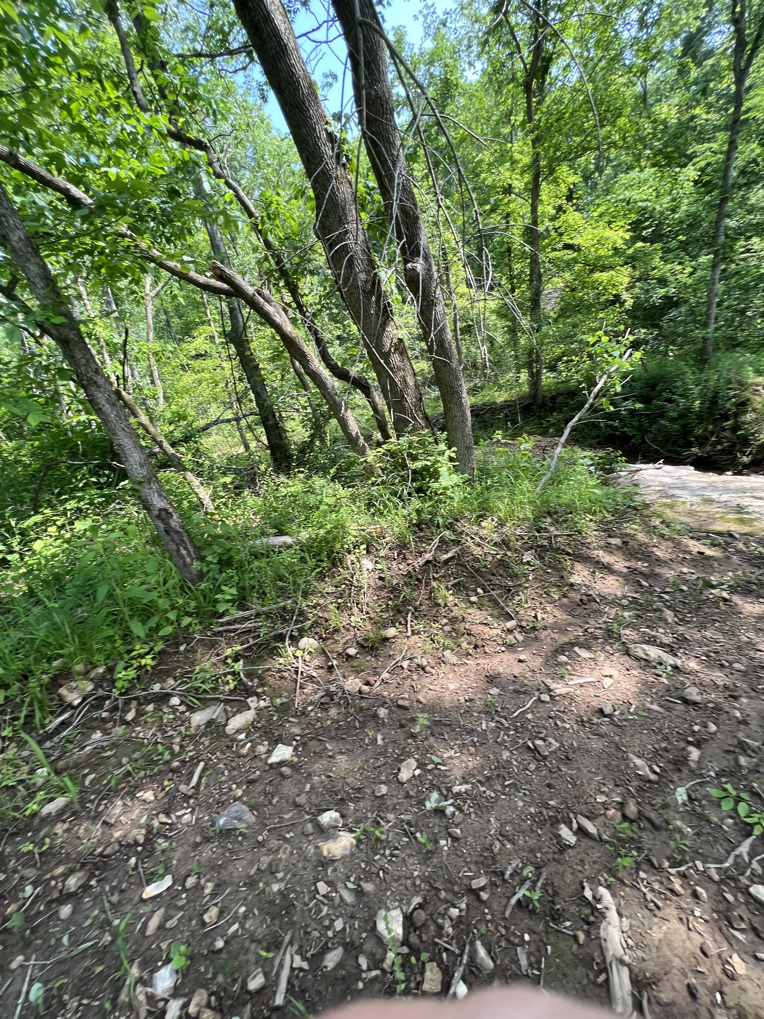 10119 Ed Lyell Road Lyles, TN 37098 - Photo 8 of 55 a big yard with lots of green space