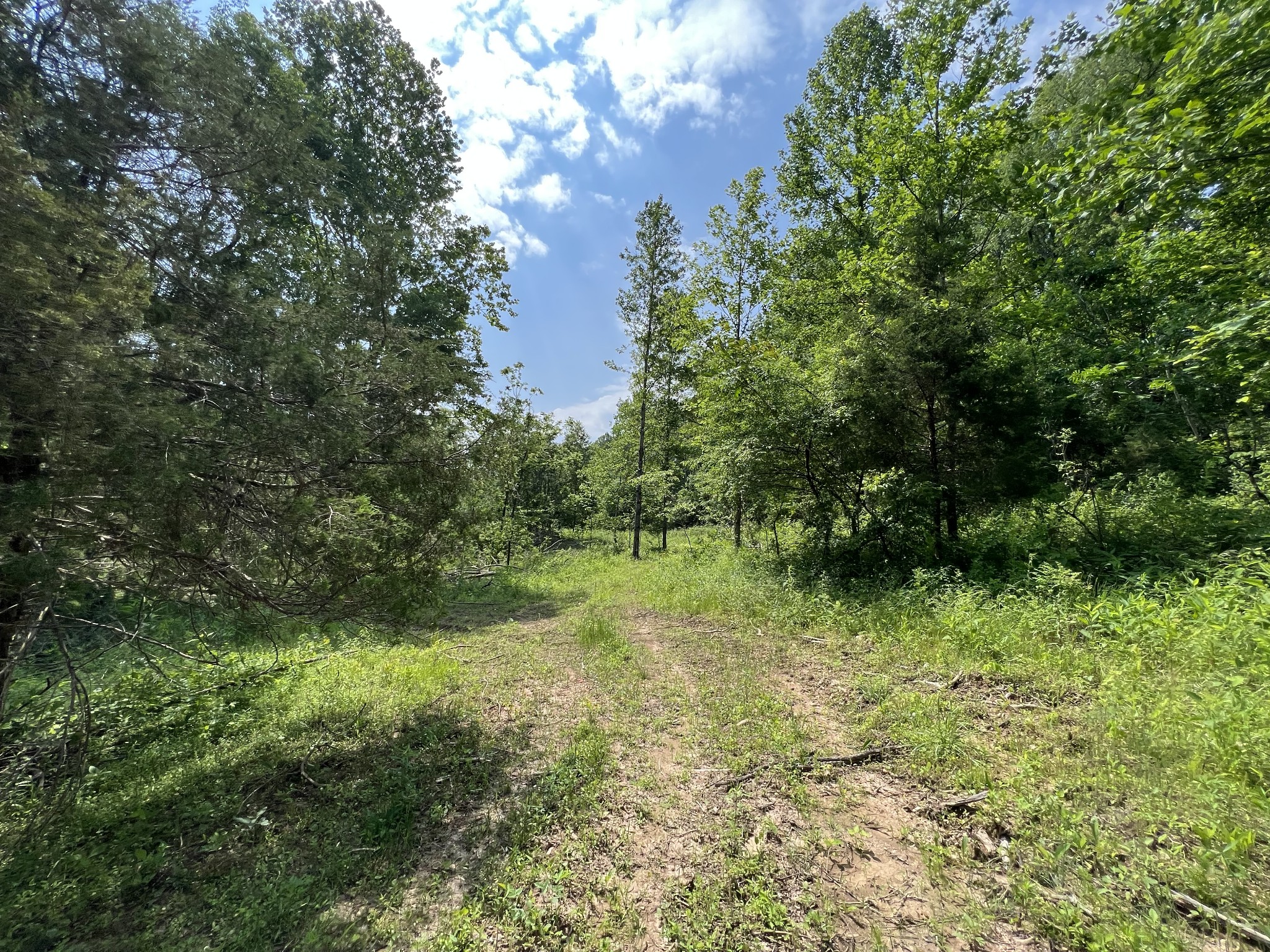 10119 Ed Lyell Road Lyles, TN 37098 - Photo 9 of 55 a big yard with lots of green space and deers