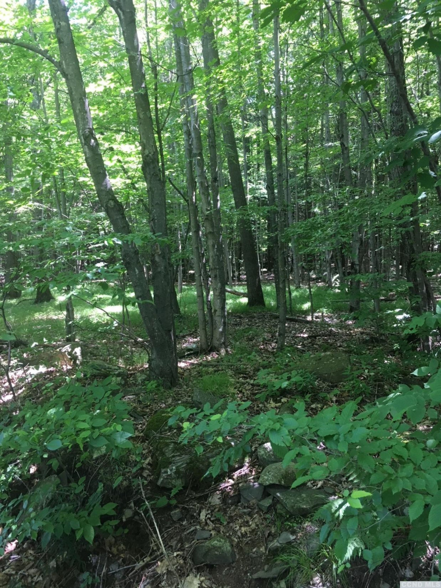 0 Ferris Hill Road Grand Gorge, NY 12434 - Photo 3 of 10 Photo 3