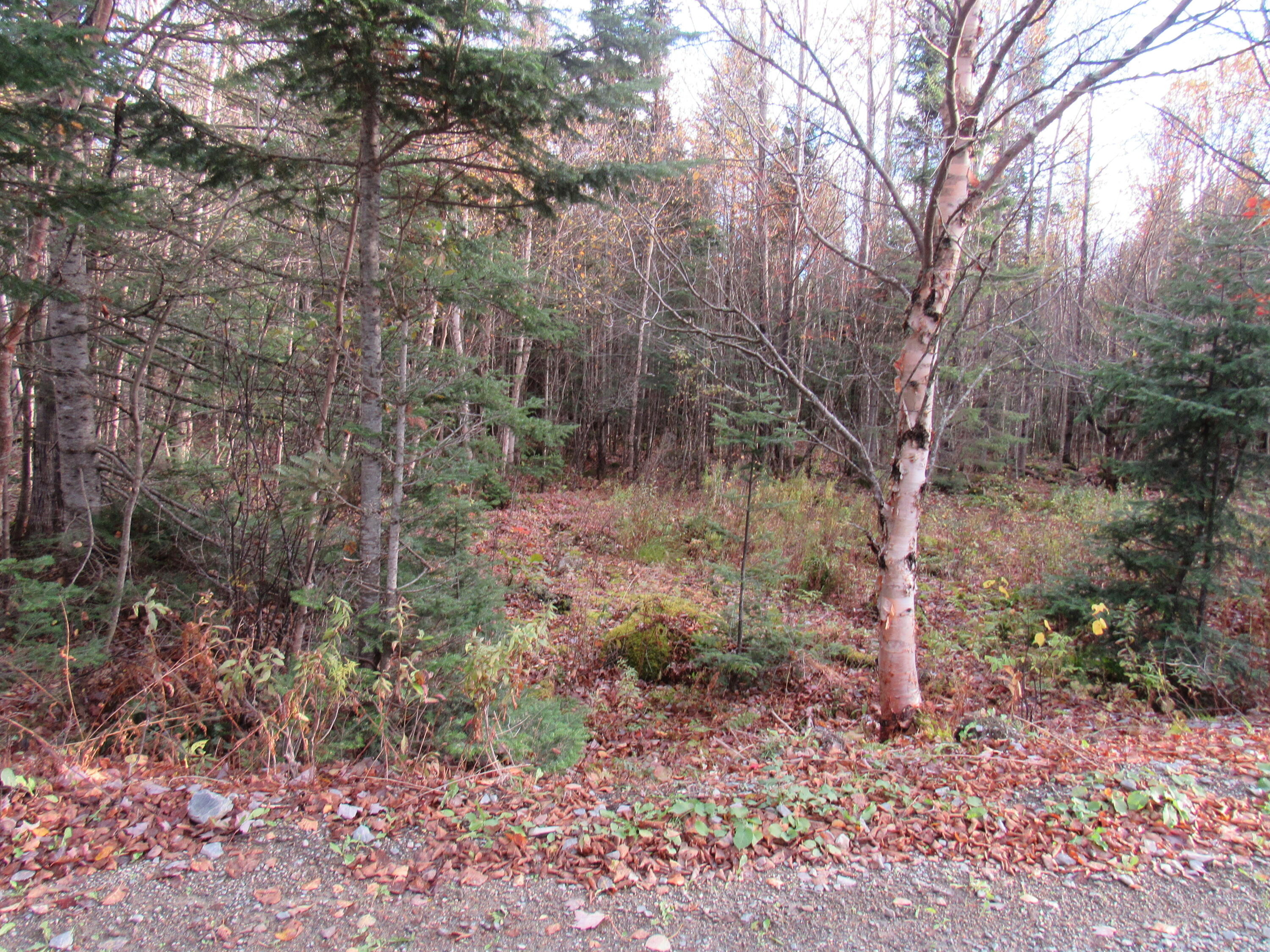 Lot112 Larochelle Road West Forks, ME 04945 - Photo 3 of 12 IMG_7210