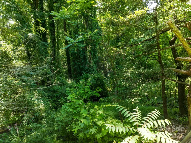 a view of a lush green forest