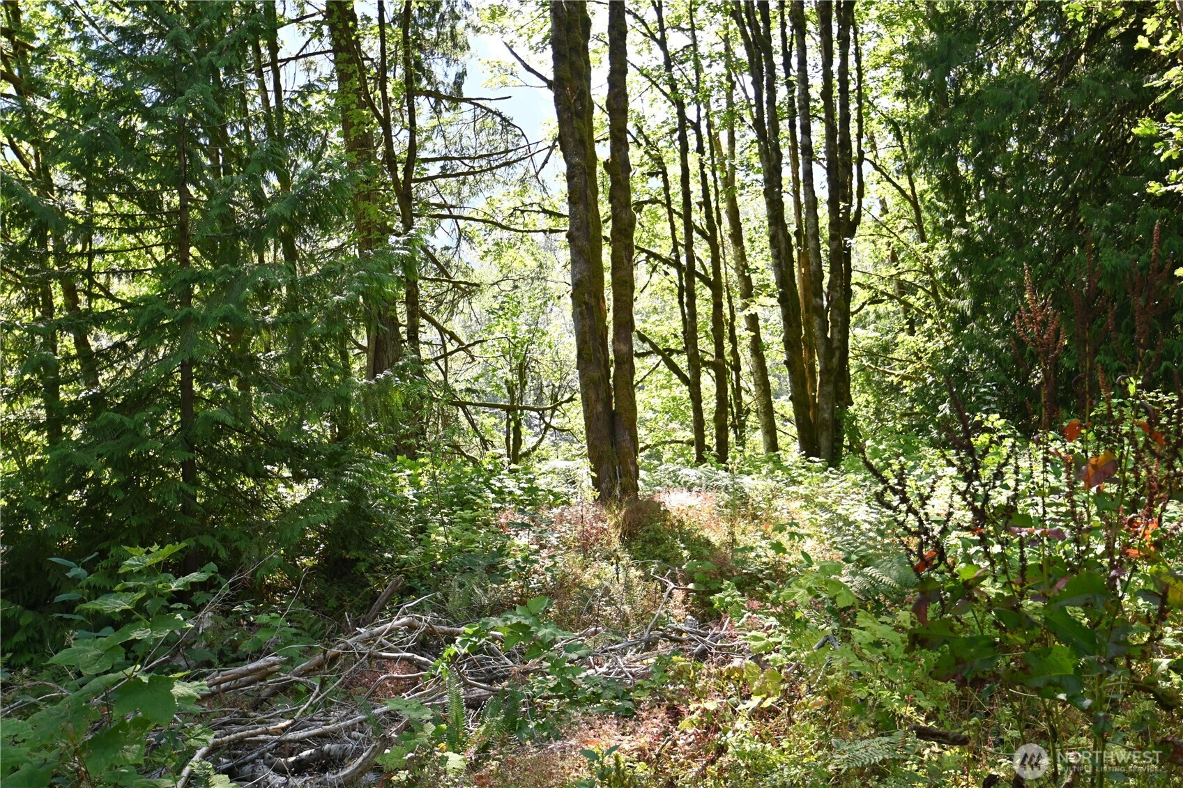 0 Sr 2 Baring, WA 98224 - Photo 12 of 16 a backyard of a house with lots of trees