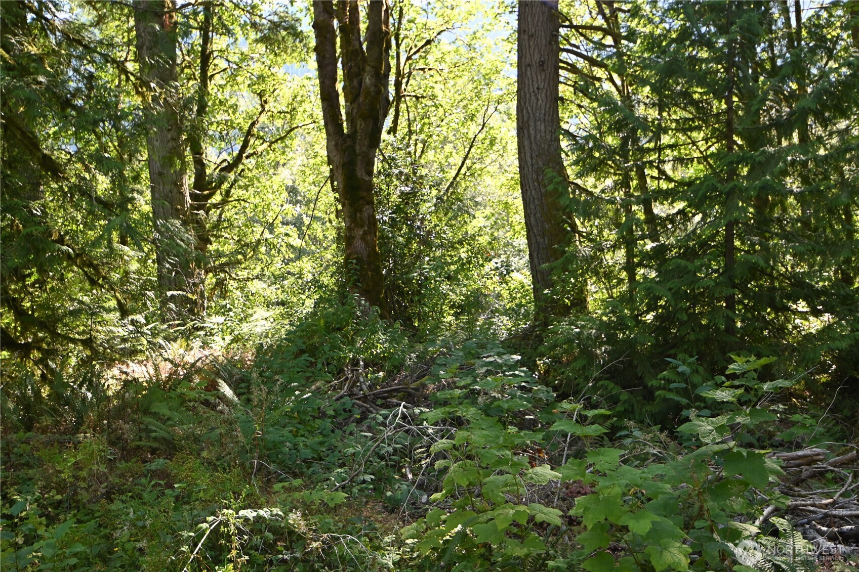 0 Sr 2 Baring, WA 98224 - Photo 13 of 16 a view of forest