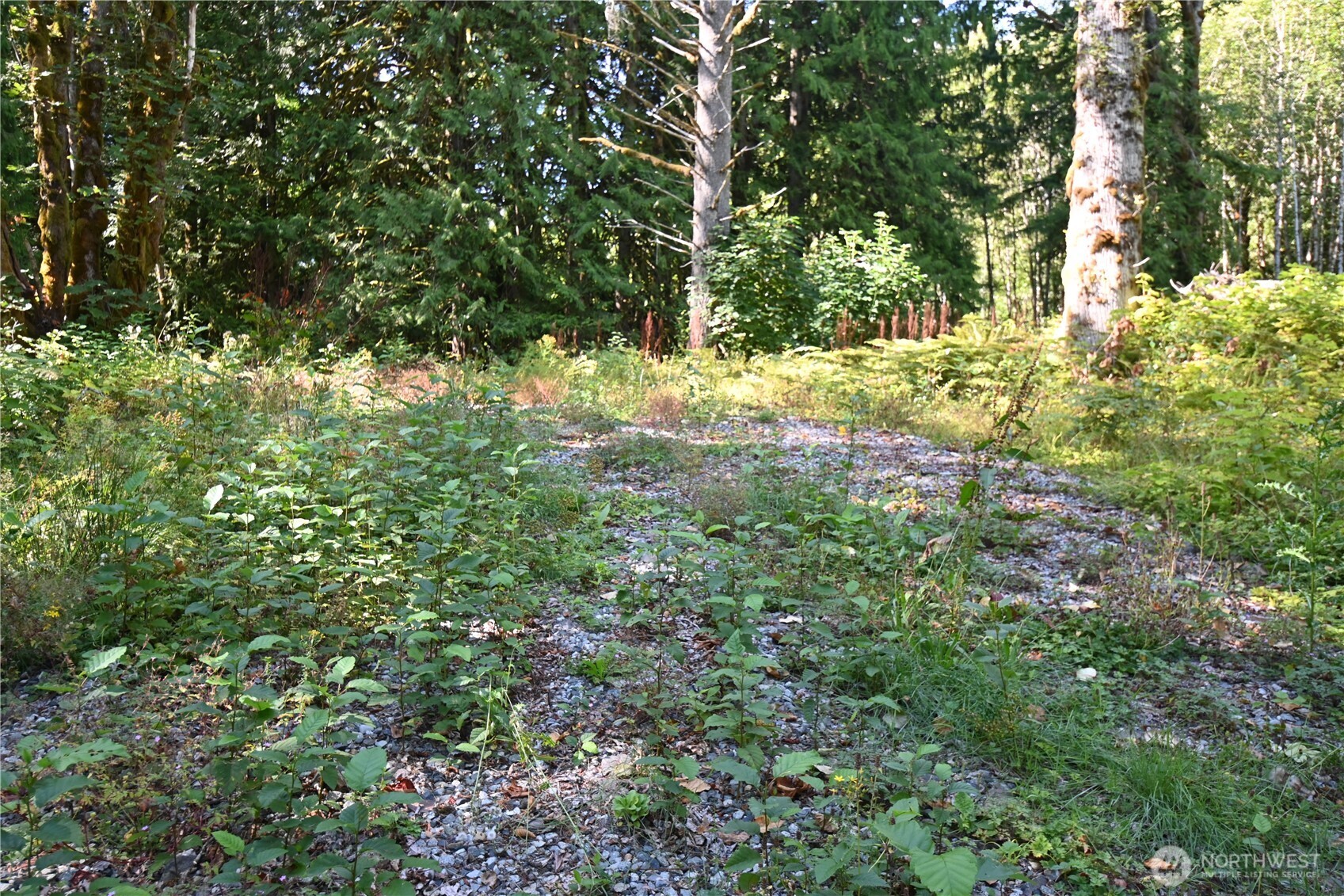 0 Sr 2 Baring, WA 98224 - Photo 3 of 16 a view of yard covered with green space