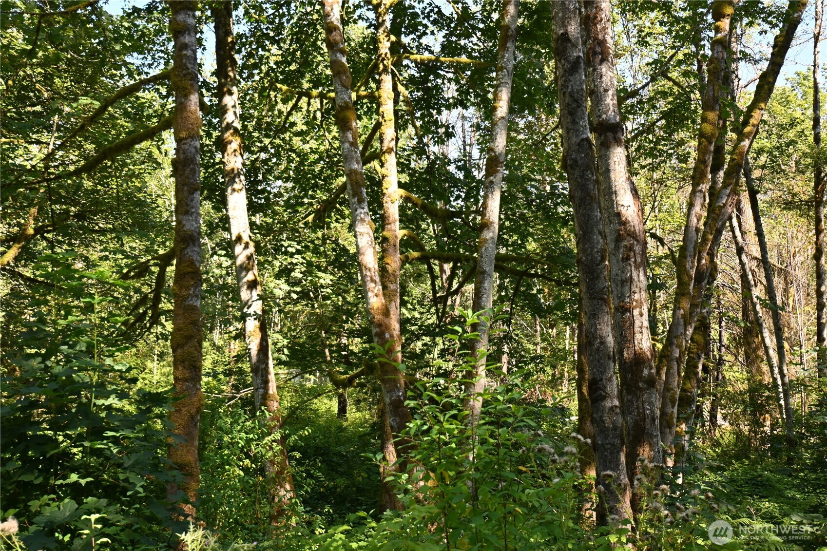 0 Sr 2 Baring, WA 98224 - Photo 9 of 16