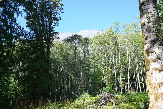 a view of a garden with mountain