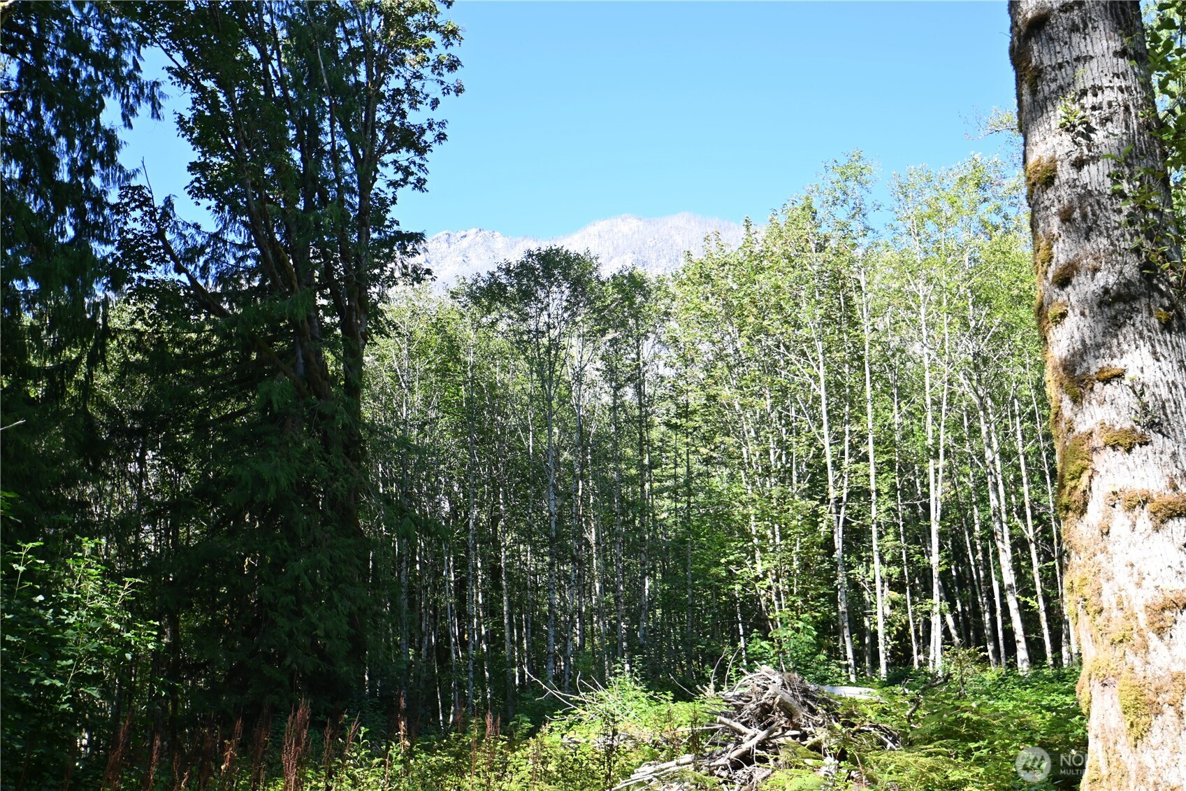0 Sr 2 Baring, WA 98224 - Photo 10 of 16 a view of a garden