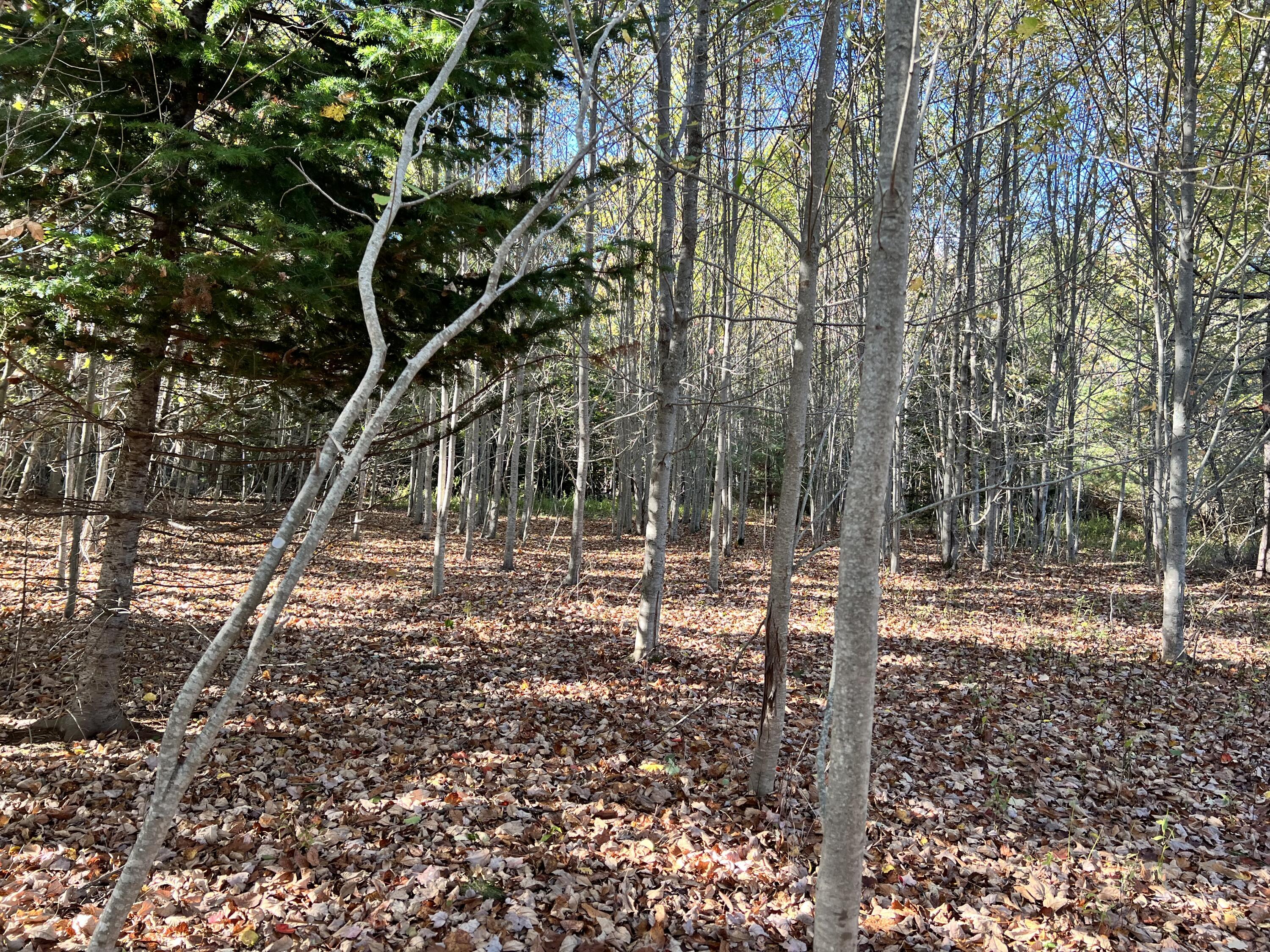 526 Castine Road Castine, ME 04421 - Photo 3 of 5 IMG_6910