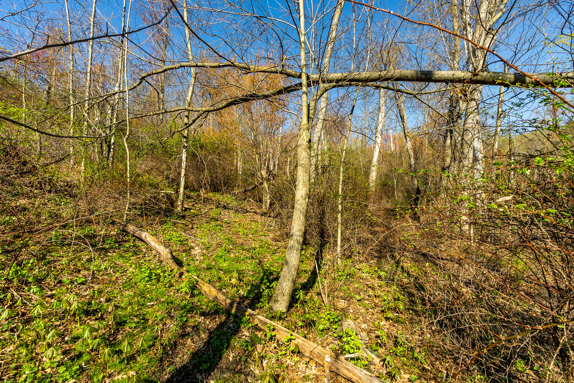 Lt2 Eli Valley Road Hillpoint, WI 53937 - Photo 25 of 47 Sauk-County-WI-53-Acres-Land-For-Sale-25