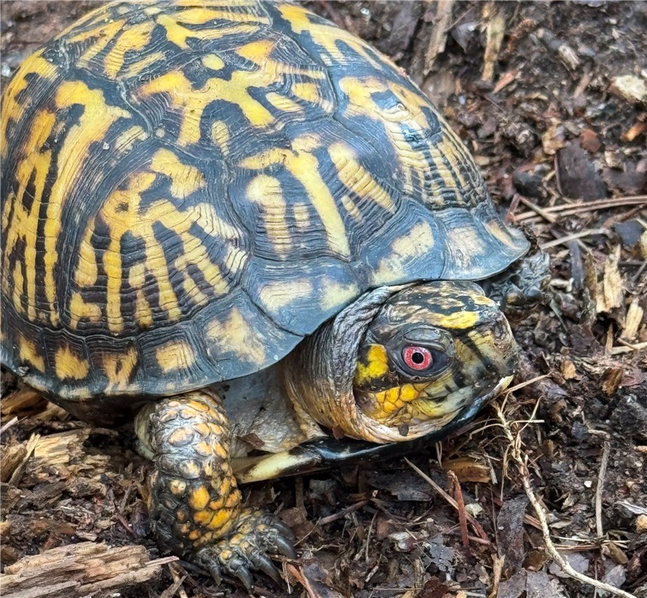 532 Great Oak Way Seneca, SC 29672 - Photo 11 of 13 Resident Mr. Turtle