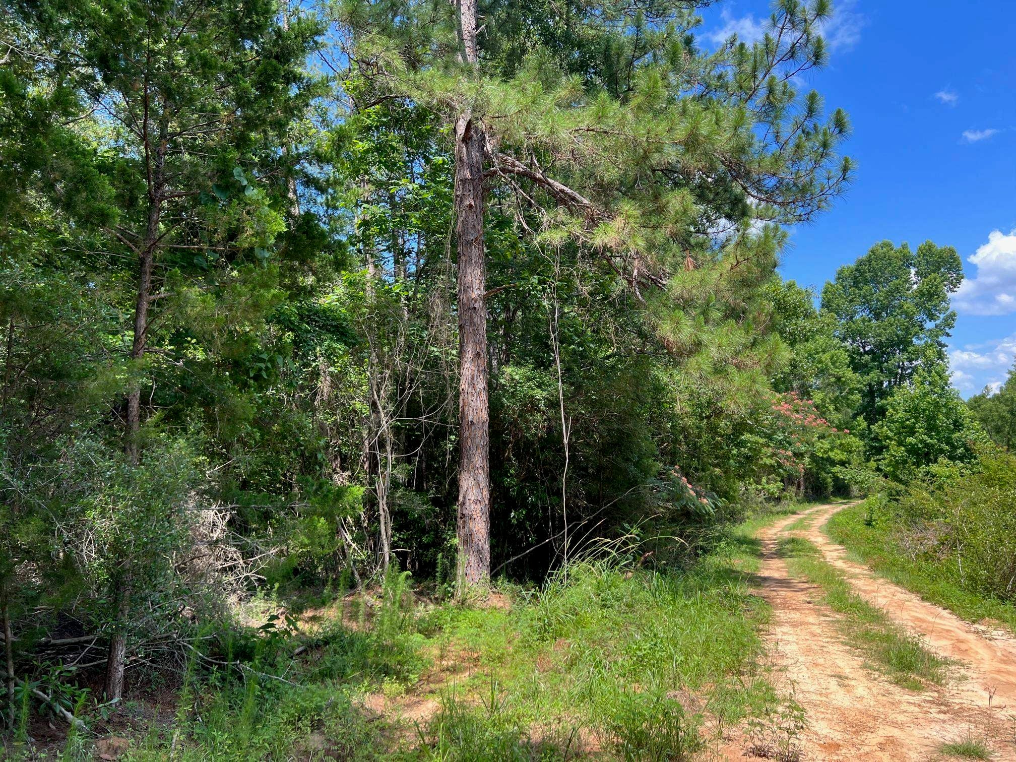22730 Zell Ready Road Andalusia, AL 36421 - Photo 6 of 37 Gallery Image 6
