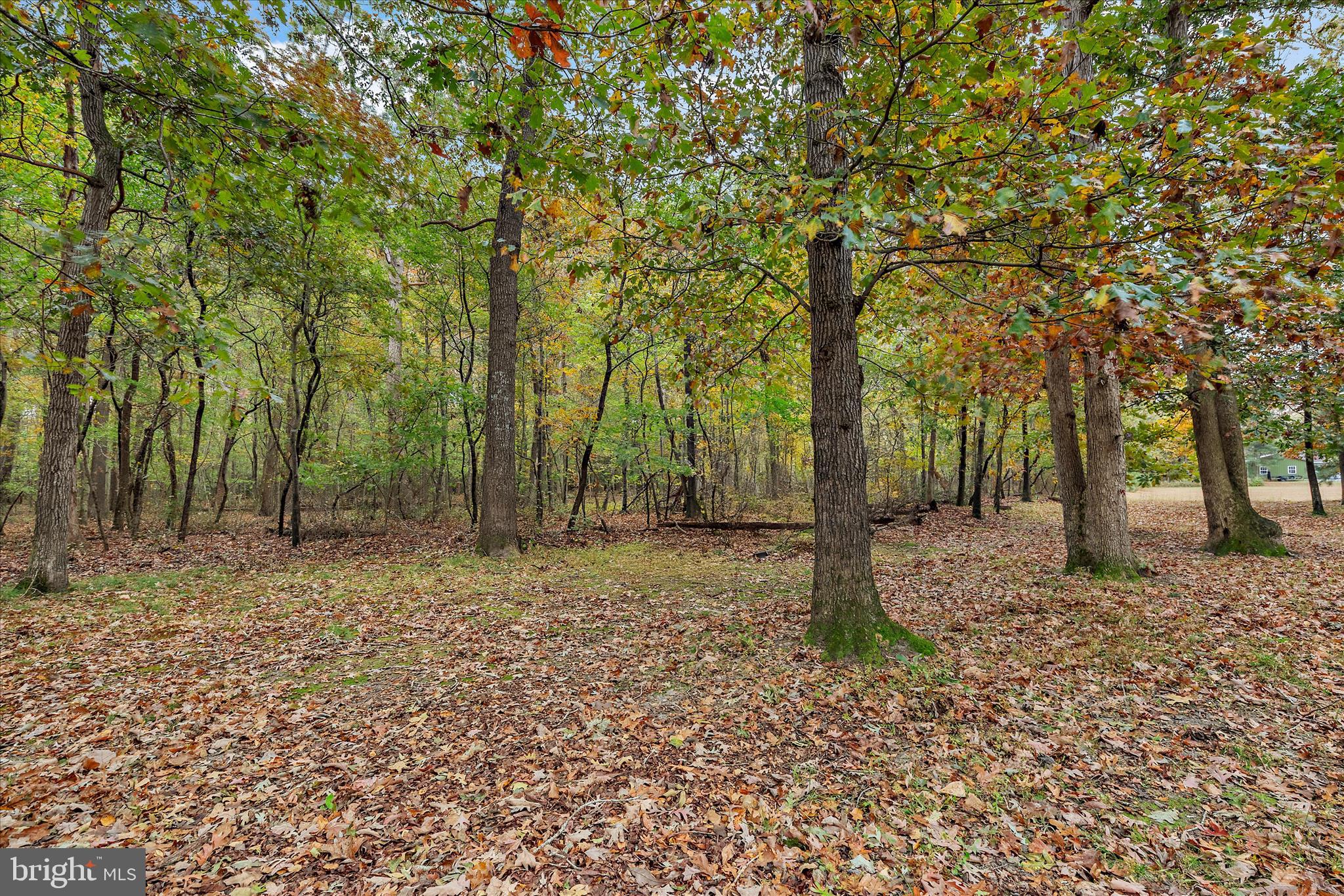 31703 Hickory Manor Road Frankford, DE 19945 - Photo 36 of 49 a backyard of a house with lots of green space