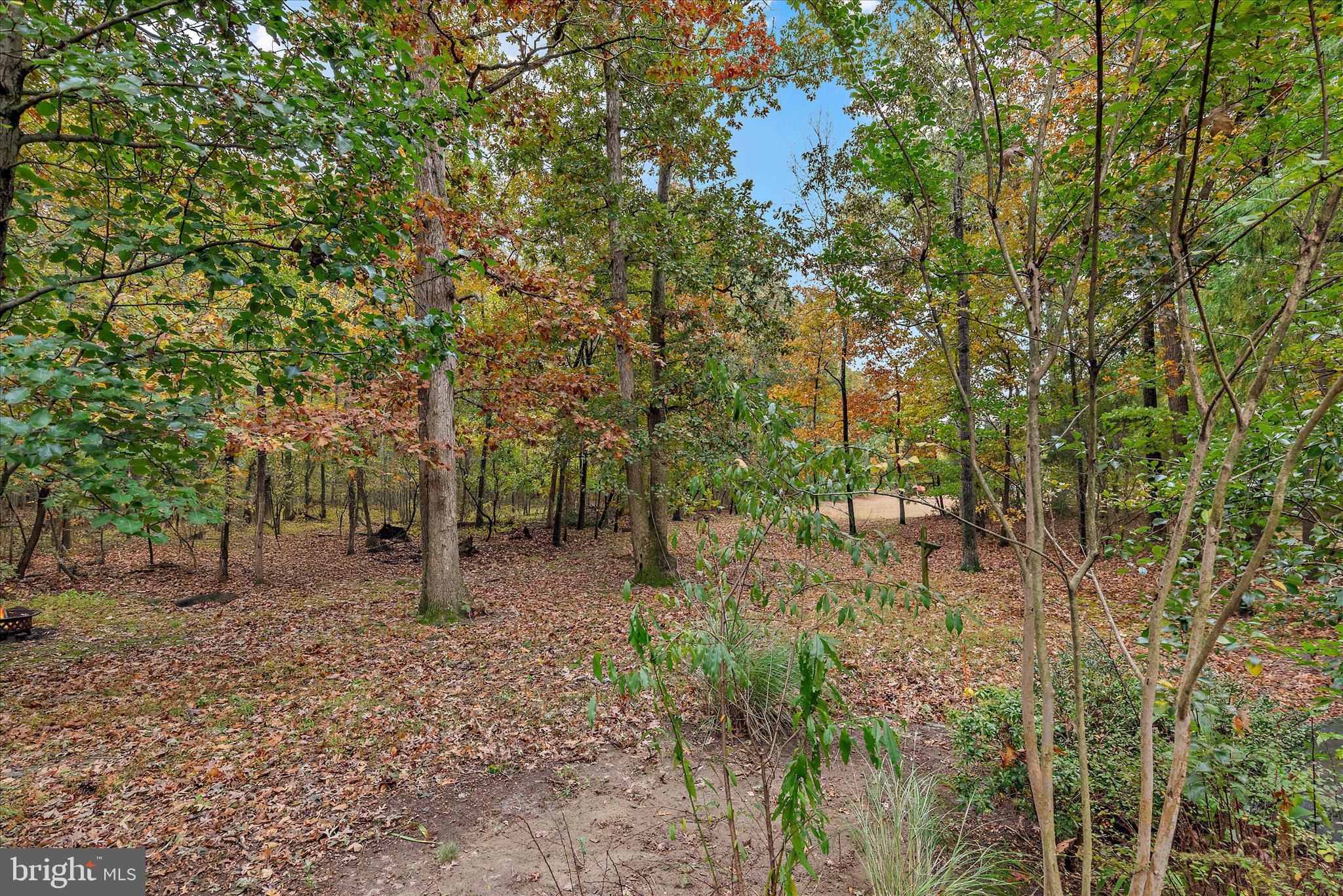 31703 Hickory Manor Road Frankford, DE 19945 - Photo 41 of 49 a view of a forest with trees in the background