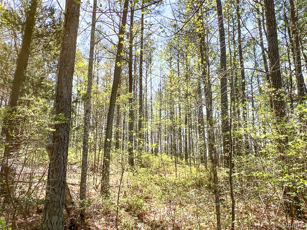 30.69-acres Sparta Road Milford, VA 22514 - Photo 6 of 34 Gallery Image 6