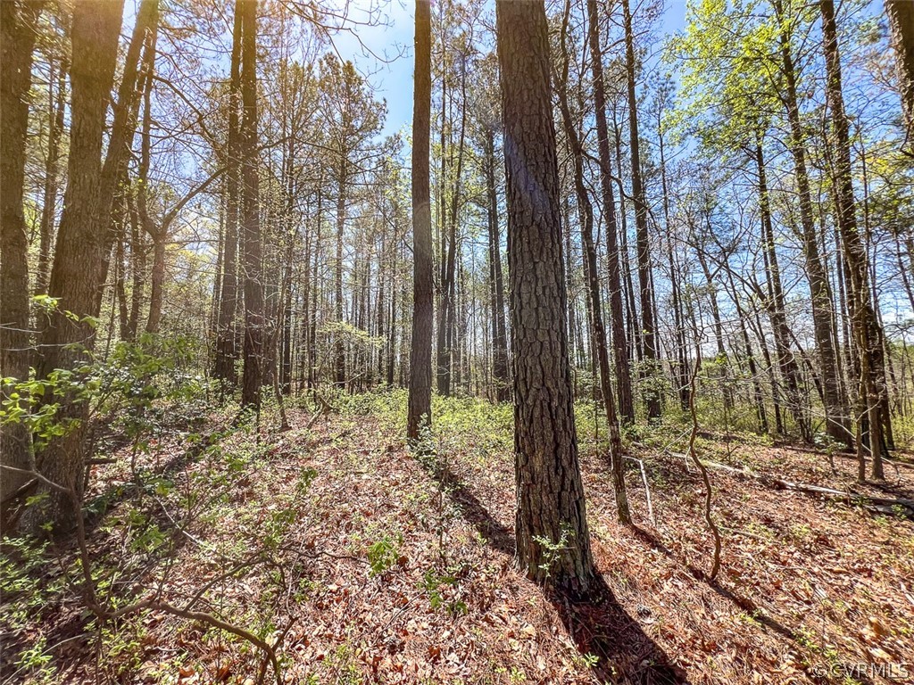 30.69-acres Sparta Road Milford, VA 22514 - Photo 8 of 34 Gallery Image 8