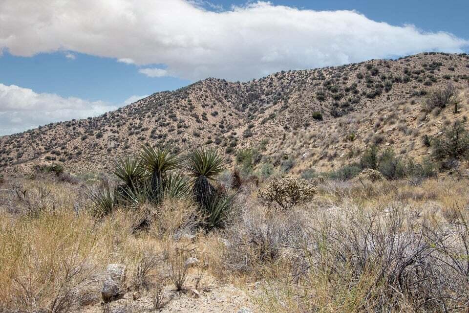 116 Big Morongo Canyon Morongo Valley, CA 92256 - Photo 11 of 22 a view of a large building