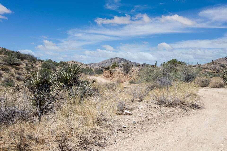 116 Big Morongo Canyon Morongo Valley, CA 92256 - Photo 9 of 22 a view of mountain view with lots of trees