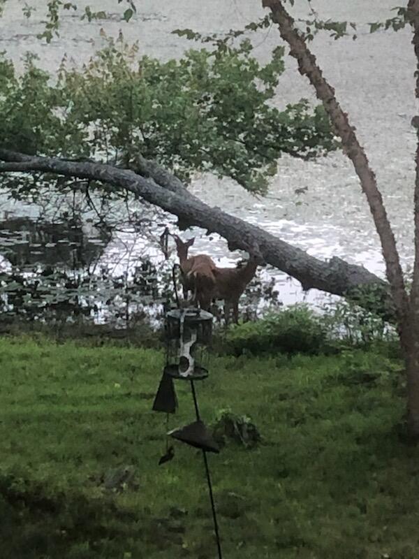 50 Hyde Park Centerville, MA 02632 - Photo 37 of 38 a view of a park