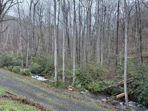 5575 Rainbow Springs Road Franklin, NC 28734 - Photo 12 of 35 a view of a forest