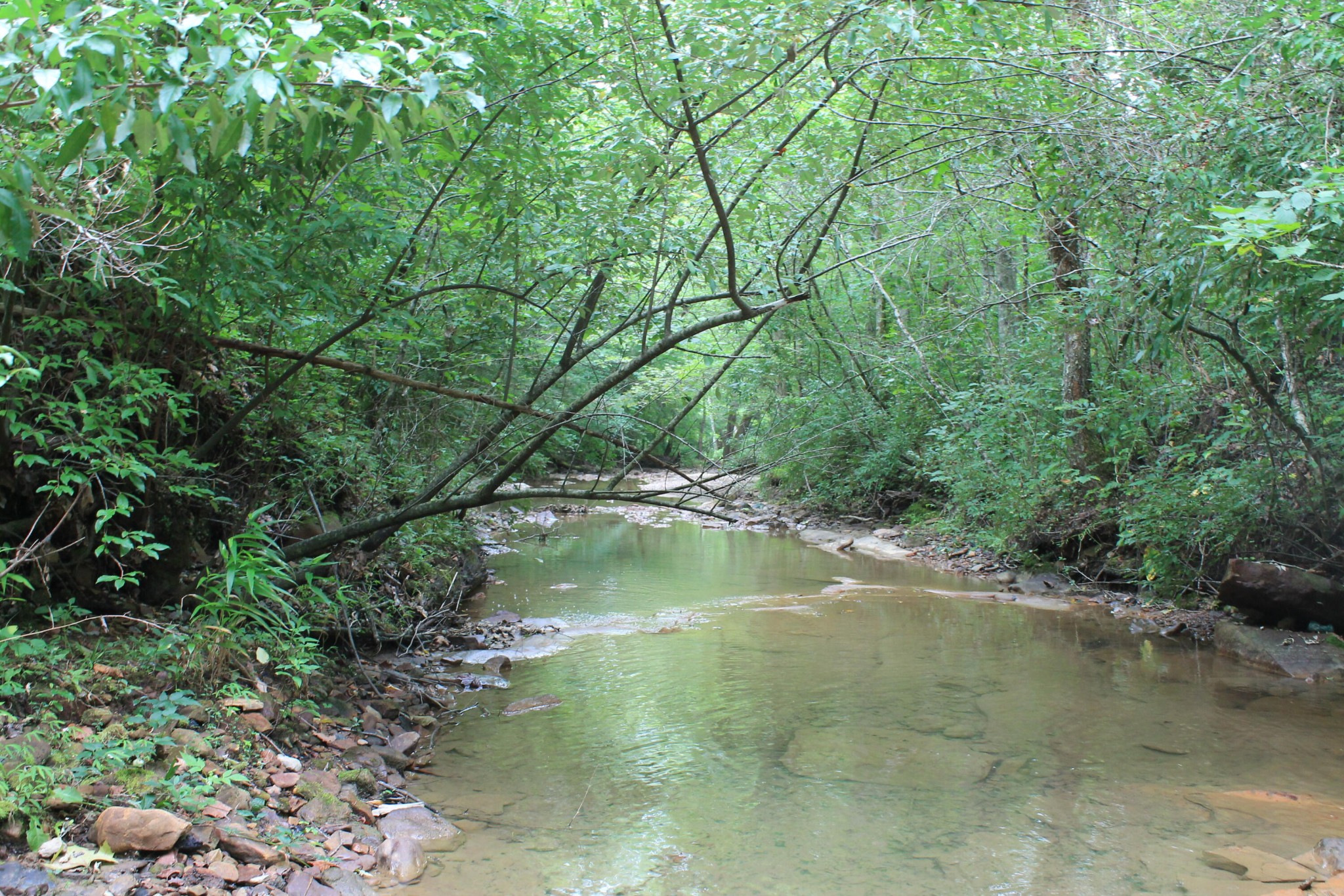 3 Straight Fork Road Huntsville, TN 37756 - Photo 3 of 9