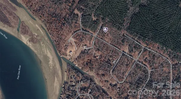 a view of a forest with a tree