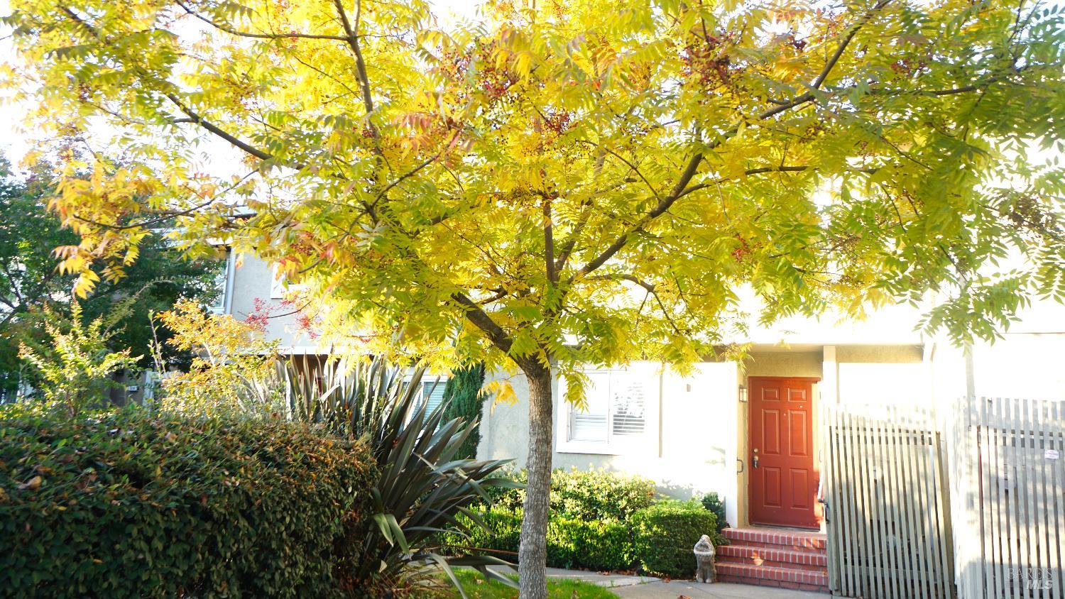 a view of a yard with plants and large trees