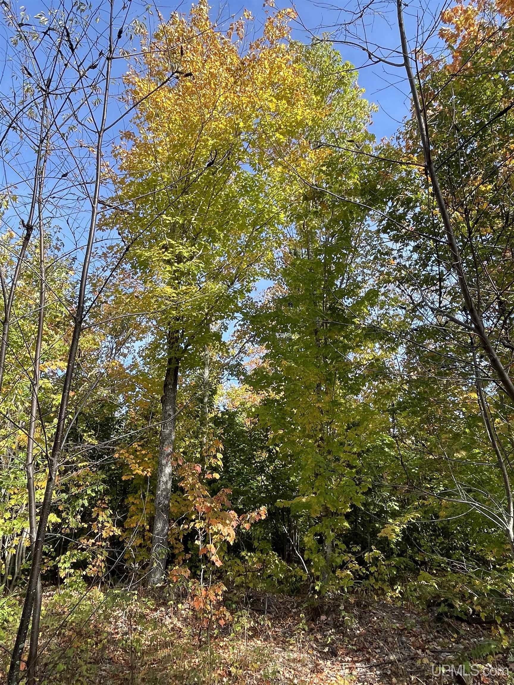 160 Acres Off H-58 Road Seney, MI 49883 - Photo 23 of 26
