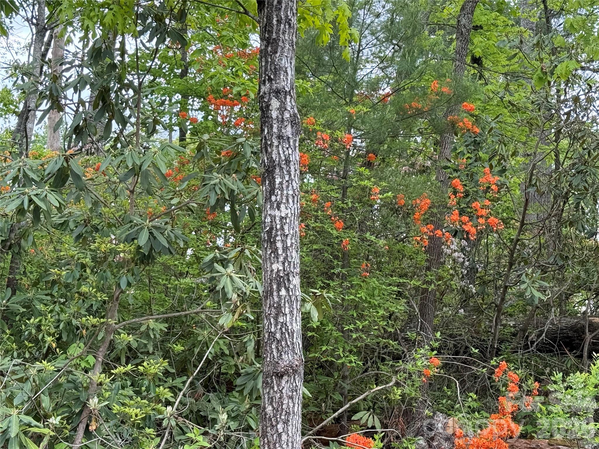 44 Tuttle Road Hendersonville, NC 28792 - Photo 28 of 37 a view of a forest with a tree