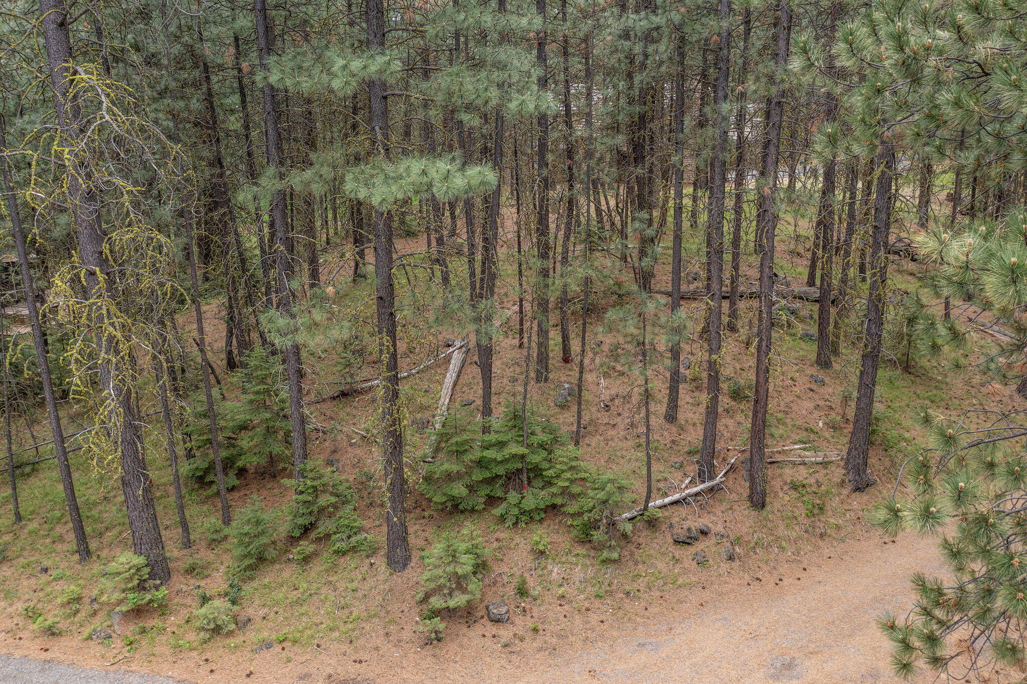 Undisclosed Address Black Butte Ranch, OR 97759 - Photo 17 of 24 a view of a forest