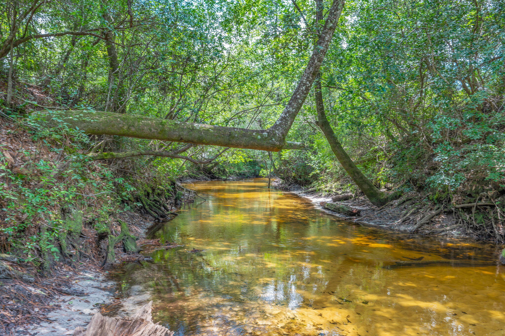 54 Wing Road Wing, AL 36483 - Photo 21 of 50 a view of a swimming pool with a yard