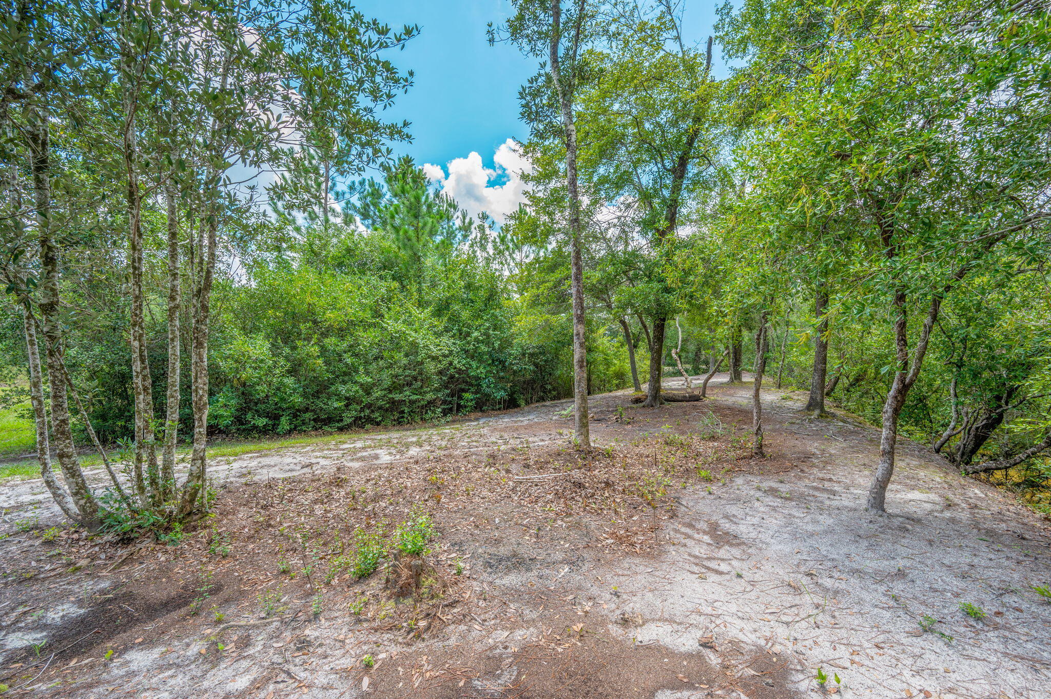 54 Wing Road Wing, AL 36483 - Photo 25 of 50 a view of a forest with trees in the background
