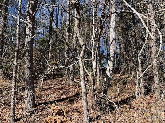 3155 Frederick Place Granite Falls, NC 28630 - Photo 5 of 15 a view of a yard with a tree