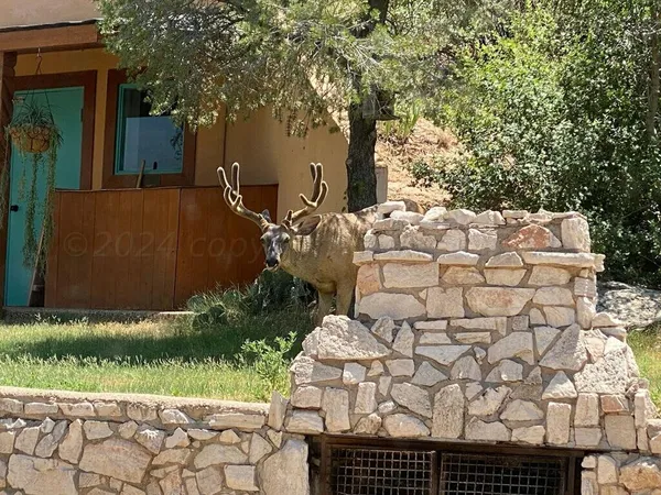 a view of a backyard