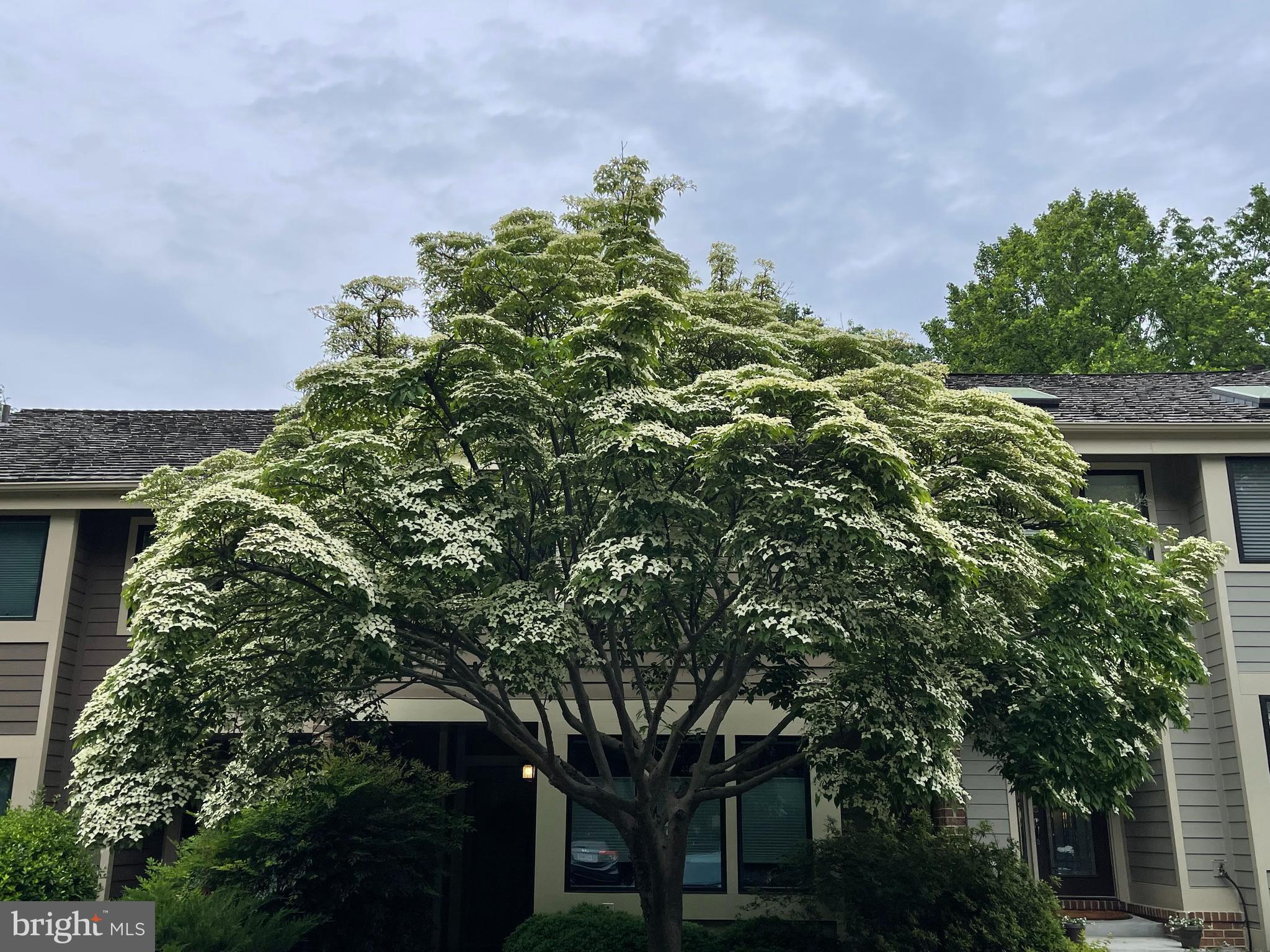 11056 Thrush Ridge Road Reston, VA 20191 - Photo 62 of 62 A view of the dogwood tree in full bloom!