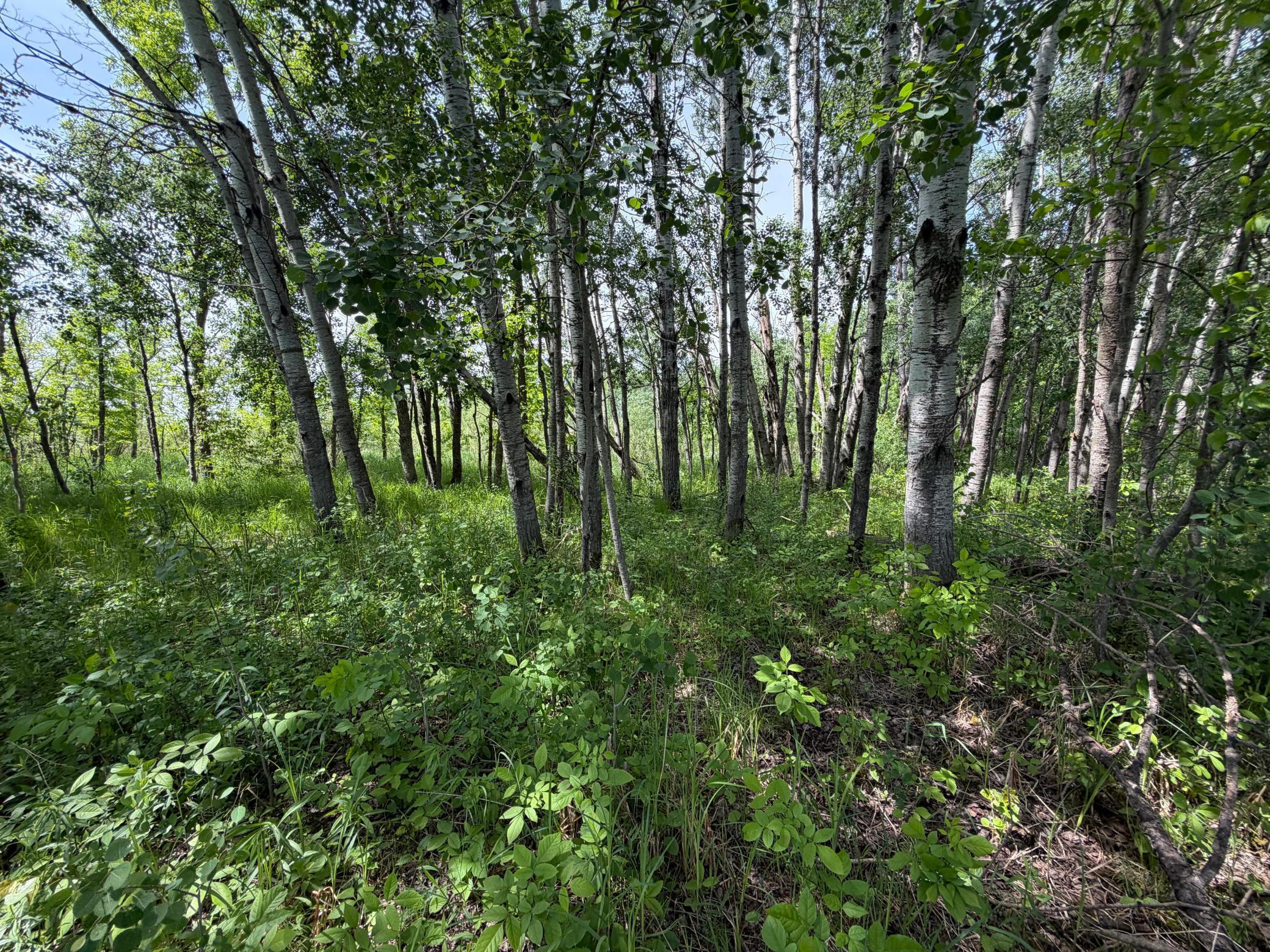 Tbd-b 180th Street Milaca, MN 56353 - Photo 21 of 80