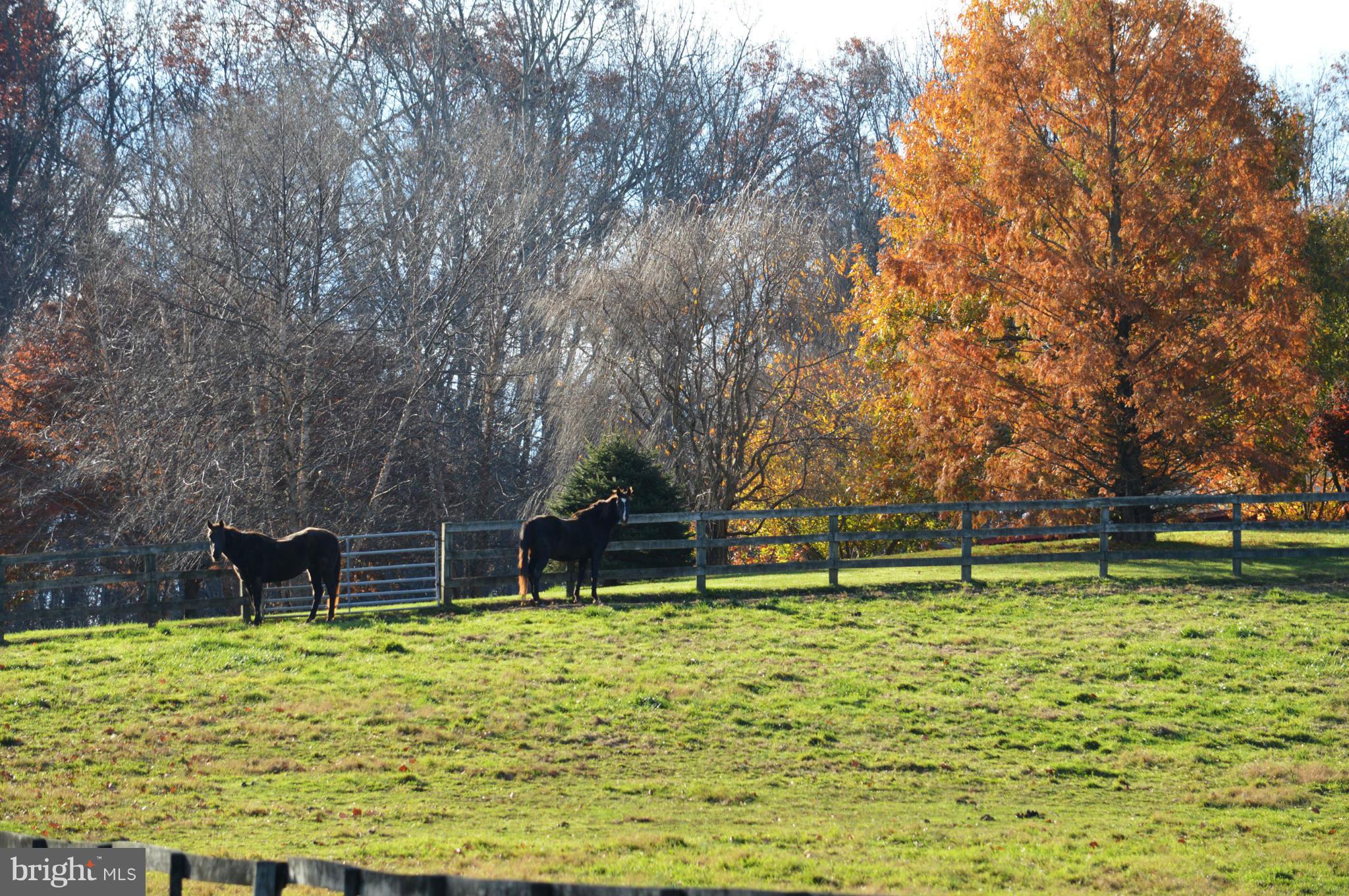 1950 Hunter Mill Road White Hall, MD 21161 - Photo 15 of 16 Pasture