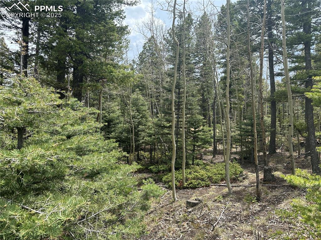 357 Big Horn Road Manitou Springs, CO 80829 - Photo 13 of 20 a view of a forest