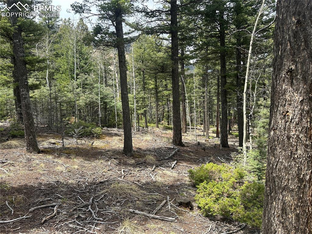 357 Big Horn Road Manitou Springs, CO 80829 - Photo 2 of 20 a backyard of a house with lots of green space
